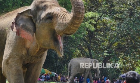 Dua ekor gajah koleksi Taman Margasatwa Ragunan (TMR) menjadi primadona pengunjung TMR, Ahad (8/5). (Republika/Yogi Ardhi)