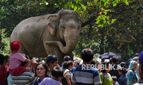 Dua ekor gajah koleksi Taman Margasatwa Ragunan (TMR) menjadi primadona pengunjung TMR, Ahad (8/5). (Republika/Yogi Ardhi)