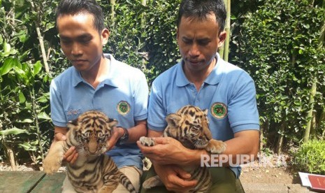 Dua ekor harimau benggala, lahir di Kebun Binatang Bandung, Rabu (2/7). Harimau ini, badannya lebih besar dari  Harimau Sumatra.