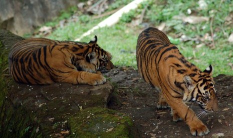 Dua ekor harimau Sumatra (Panthera tigris sumatrae) bercengkerama di Taman Marga Satwa Budaya Kinantan (TMSBK) Bukittinggi, Sumbar.