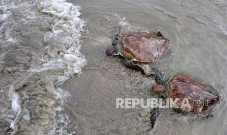 33 Ekor Penyu Hijau Dilepas di Pantai Kuta Bali