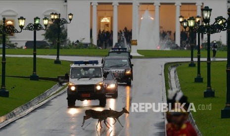 Dua ekor rusa melintas saat rombongan delegasi dari Raja Salman meninggalkan Istana Bogor seusai melakukan pertemuan dengan Presiden Joko Widodo, Bogor Jawa Barat, Rabu (1/3).