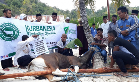 Dua ekor sapi bantuan dari Dompet Dhuafa siap disembelih warga di Dusun Tatinang, Kabupaten Seram Bagian Barat, Rabu (22/8).  