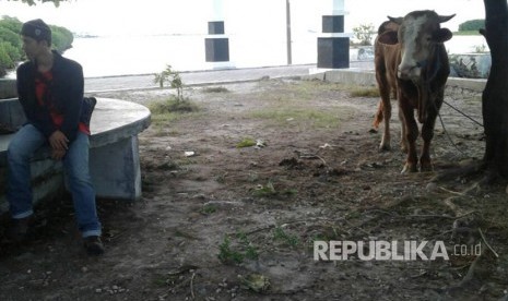 Dua ekor sapi limosin di depan sekretariat DPC PDIP Pulau Kelapa. Total ada lima sapi yang di potong setelah pencoblosan di pulau ini.