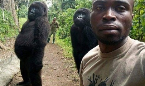 Dua gorila bernama Ndakaza dan Ndeze tampak ikut berpose dengan petugas di Taman Nasional Virunga, Republik Demokratik Kongo (DRC).  