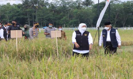 Dua jenis padi varietas unggul di Kabupaten Malang panen raya pada Kamis (7/4/2022). Kegiatan panen ini dihadiri oleh Gubernur Jawa Timur (Jatim), Khofifah Indar Parawansa, Bupati Malang M. Sanusi dan sejumlah undangan lainnya. 