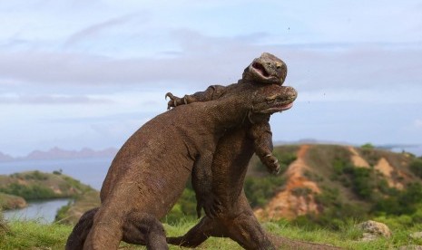 Dua Komodo bergulat di Pulau Komodo