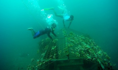 Dua orang nelayan melakukan tranplantasi terumbu karang di Pantai Bangsring, Banyuwangi, Jawa Timur, Rabu (6/4). 