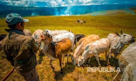  Desa Makmur Peduli Api di Desa Pagar Desa, Kecamatan Bayung Lincir, Musi Banyuasin, Sumatra Selatan, sukses mengembangkan ternak sapi sejak 2016.  Foto: Seorang penggembala mendekati hewan ternaknya di peternakan sapi.