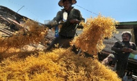 Dua orang petani budidaya rumput laut memisahkan tali pengikat dengan rumput laut hasil panennya (ilustrasi). 