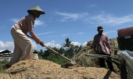 Dua orang petani memanen padi yang tersisa dari sawahnya yang mengalami puso di Desa Bokor, Tumpang, Malang, Jawa Timur, Kamis (23/2). Puluhan hektare sawah di kawasan tersebut mengalami puso sehingga sejumlah petani tak dapat menikmati kenaikan Harga Pemb