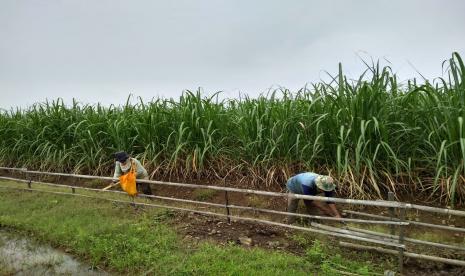 Dua orang petani sedang memperbaiki saluran air di lahan tebu Desa Kerticala, Kecamatan Tukdana, Kabupaten Indramayu. Kementerian Perdagangan (Kemendag) menerima aspirasi dari Asosiasi Petani Tebu Rakyat Indonesia (APTRI) yang berharap agar harga acuan pembelian gula di petani dinaikkan. Meski demikian, Kemendag belum menjelaskan lebih detail mengenai besaran harga acuan tersebut.