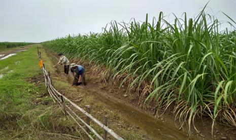 Dua orang petani sedang memperbaiki saluran air di lahan tebu Desa Kerticala, Kecamatan Tukdana, Kabupaten Indramayu. Harga komoditas gula mulai merangkak naik dalam beberapa hari terakhir. Asosiasi Petani Tebu Rakyat Indonesia (APTRI) meminta masyarakat tak perlu khawatir karena pasokan gula baik dari dalam negeri masih mencukupi sementara pemerintah juga telah membuka keran impor.