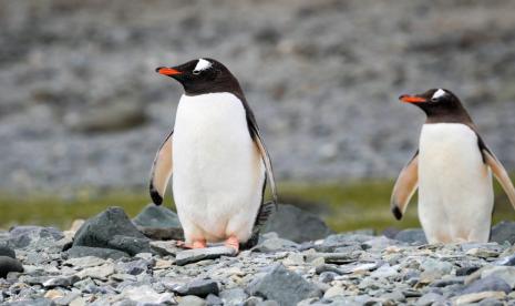 Dua penguin gentoo (Pygoscelis papua) melihat ke arah yang sama di Pulau King George, Antartika, 17 Januari 2020 (diterbitkan 25 Februari 2020). 