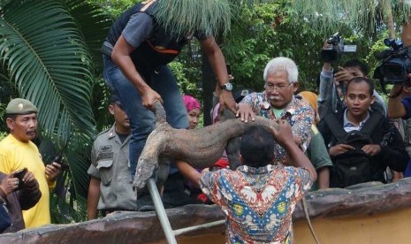 Dua penjaga satwa mengevakuasi seekor Komodo yang ditemukan mati di salah satu kandang Komodo, di Kebun Binatang Surabaya (KBS), Sabtu (1/2).  (Antara/Eric Ireng)