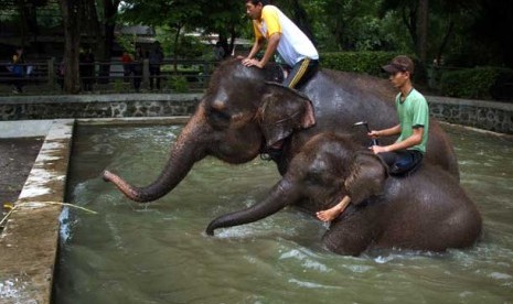   Dua perawat gajah memandikan dua ekor Gajah Sumatera di Kebun Binatang Surabaya (KBS).