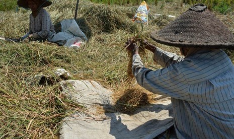 Dua petani mengumpulkan gabah sisa panen padi atau ngasak di lahan persawahan.