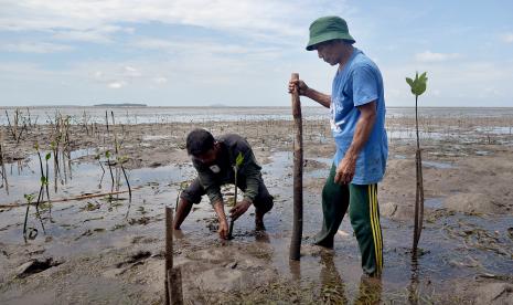 Menanam bibit mangrove (ilustrasi). PT Elnusa Tbk (ELSA) sejak 2022 hingga Maret 2023 telah menanam 4.490 bibit mangrove pada areal seluas 40 hektare untuk mencegah abrasi.