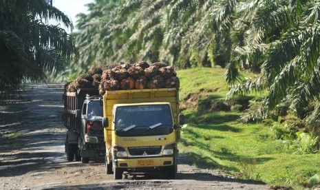 Dua unit truk mengangkut buah kelapa sawit di kawasan perkebunan sawit PTPN VI, Sariak, Pasaman Barat, Sumatra Barat. 