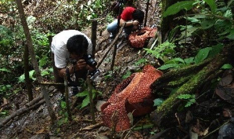 Dua warga mengabadikan menggunakan kameranya saat menyaksikan mekarnya dua bungan Rafflesia (Rafflesia Arnoldii) di Hutan Lindung Bukit Daun Register V Kabupaten Kepahiang, Bengkulu.