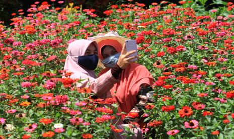 Dua wisatawan berswafoto saat berkunjung ke Taman Bunga Celocia Garden di Desa Alue Piet, Kecamatan Panga, Aceh Jaya, Aceh, Ahad (6/6/2021). Pemerintah Kabupaten (Pemkab) Aceh Jaya akan memilih dan mengembangkan 10 destinasi wisata unggulan guna meningkatkan perekonomian masyarakat setempat.