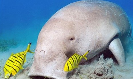 Dugong.