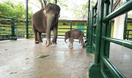 Dumbo bayi gajah yang baru lahir di Kebun Binatang Surabaya bermain bersama induknya, Selasa (30/7).