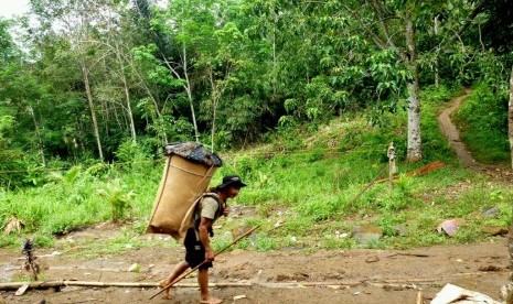 Duntin, ketua Bale Adat Tamburasak, mengangkut padi dengan lanjung.