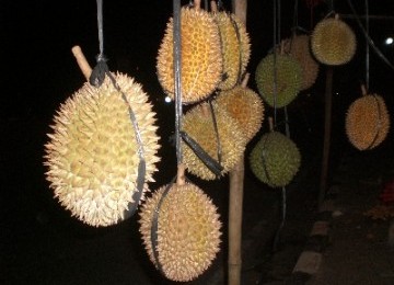 Durian, ilustrasi