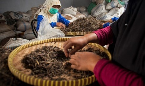 ekerja mensortir bahan pembuat ramuan jamul