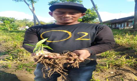 Eko Susilo, seorang petani jahe merah di Boyolali.