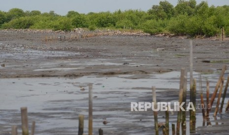 Ekosistem mangrove yang rusak akibat abrasi di perairan Serang, Banten, Rabu (27/4). (Republika/Raisan Al Farisi)