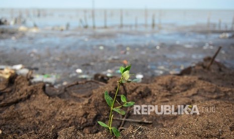 Ekosistem mangrove yang rusak akibat abrasi di perairan Serang, Banten.