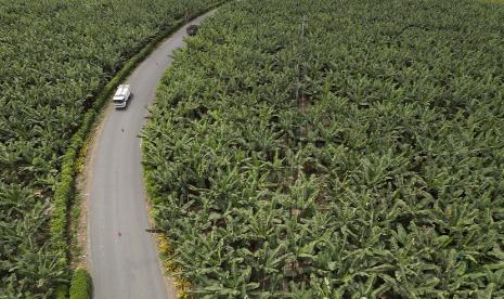 Ekuador semakin berada pada pertemuan dua perdagangan global, pisang dan kokain. 