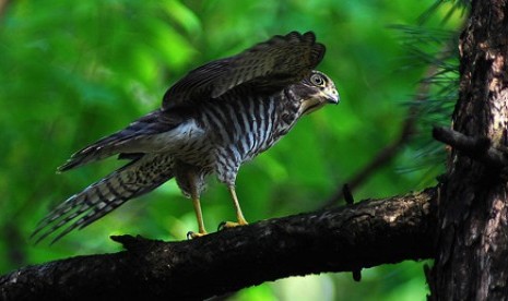 Elang Alap Nippon (accipiter gularis).