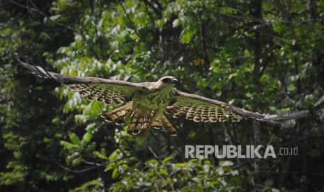 Elang brontok terbang seusai dilepasliarkan di Taman Nasional Way Kambas (TNWK) Lampung Timur, Rabu (27/7)