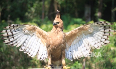 Taman Safari Bogor Kembangbiakkan Burung Garuda Republika Online