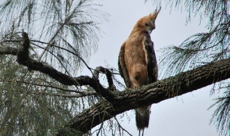 Elang Jawa bertengger di dahan pohon di Taman Wisata Alam Kawah Ijen, Banyuwangi, Selasa (15/1). 