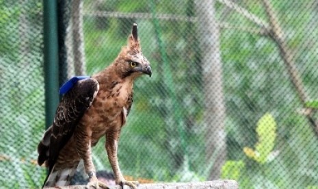 Elang Jawa (Nisaetus bartelsi) berusia empat tahun, dilepasliarkan di kandang habituasi di lereng Gunung Merapi, Selasa (26/2).