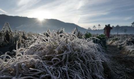 Embun beku menyelimuti kawasan Candi Arjuna Dieng, Banjarnegara, Jateng. 