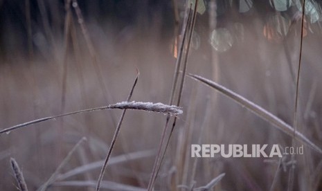 Embun beku yang muncul akibat penurunan suhu hingga minus tujuh derajat celcius menyelimuti kompleks Candi Arjuna, di dataran tinggi Dieng, Banjarnegara, Jawa Tengah, Selasa (25/6/2019).