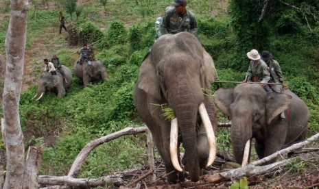 Sumateran elephant (elephant maximus sumatranus)