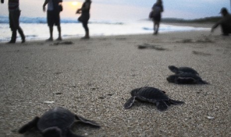  Empat ekor Tukik Penyu Hijau atau Chelonia Mydas yang berumur satu hari berjalan kearah laut saat pelepasan di konservasi Penyu Hijau Pangumbahan, Ujung Genteng, Kabupaten Sukabumi, Jawa Barat