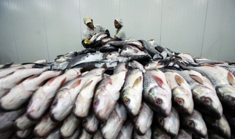 Employees work at a fish export factory at Hlaing Tharyar Industrial Zone in Yangon April 19, 2013. Indonesia will boost its cooperation with Myanmar while European Union is expected to lift all sanctions on Myanmar next week, except for an arms embargo, i