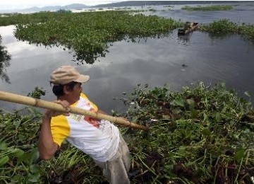 enceng gondok di Danau Tondano