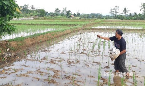 Petani sedang menabur pupuk organik di areal persawahannya (ilustrasi) 