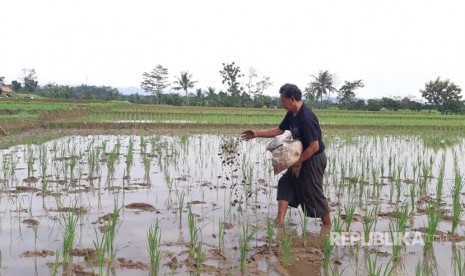 (ILUSTRASI) Sawah di Kabupaten Purwakarta, Jawa Barat.