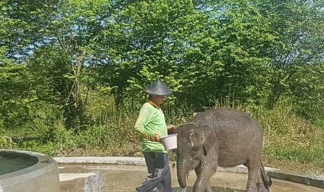 Erin, gajah sumatra betina berusia empat tahun, terpotong belalainya.