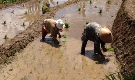 Petani di desa binaan LAZ Al Azhar di Dusun Baran, Mundu, Desa Puloharjo, Kec. Eromoko, Wonogiri.