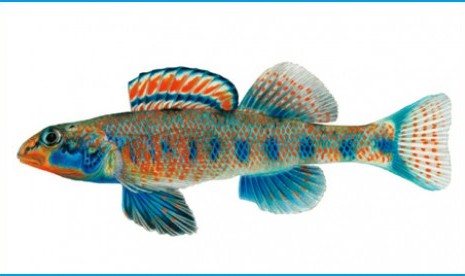  Etheostoma obama.